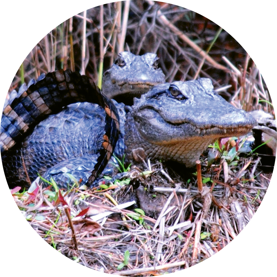Many alligators also call Tom Yawkey  Wildlife Center home.