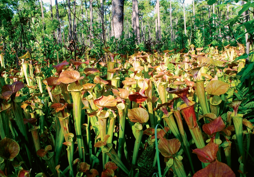 FEED ME, SEYMOUR: These carnivorous pitcher plants, locally abundant on Cat Island, await their next meal of unsuspecting insects.