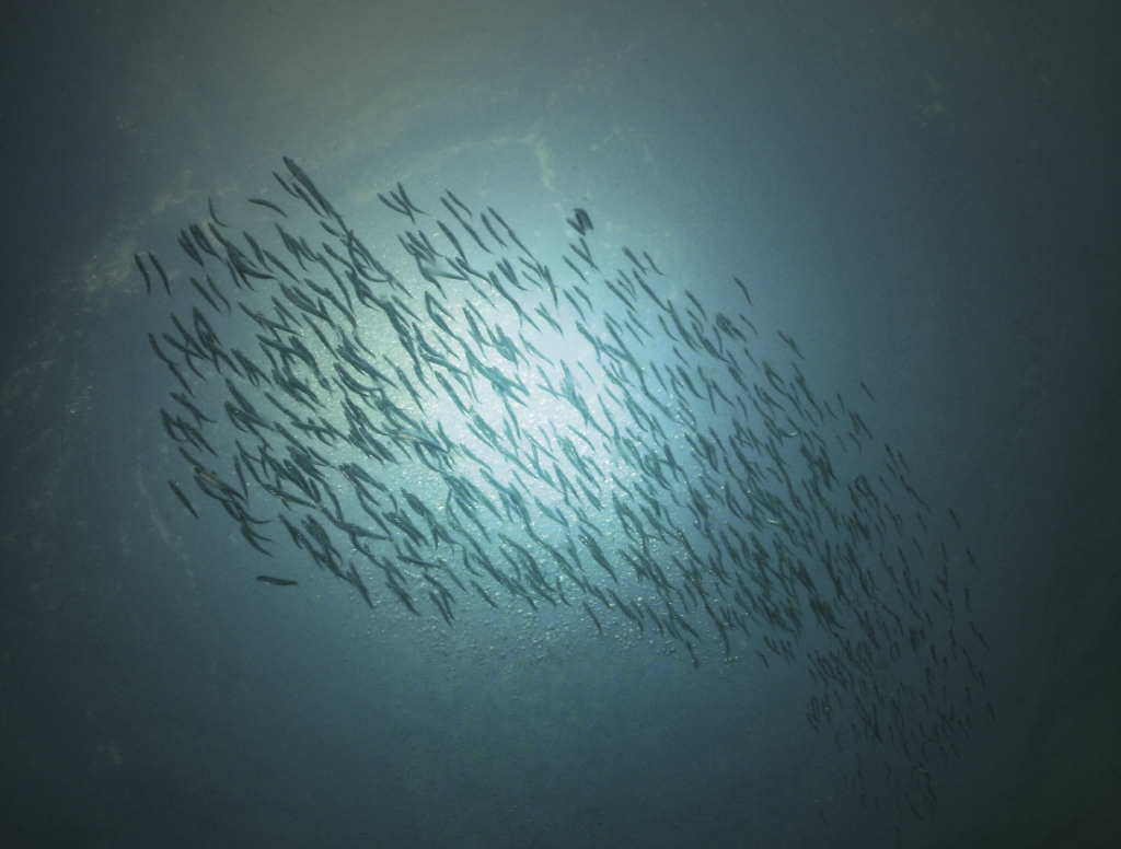 A school of small fish swims overhead off of the Myrtle Beach coast.