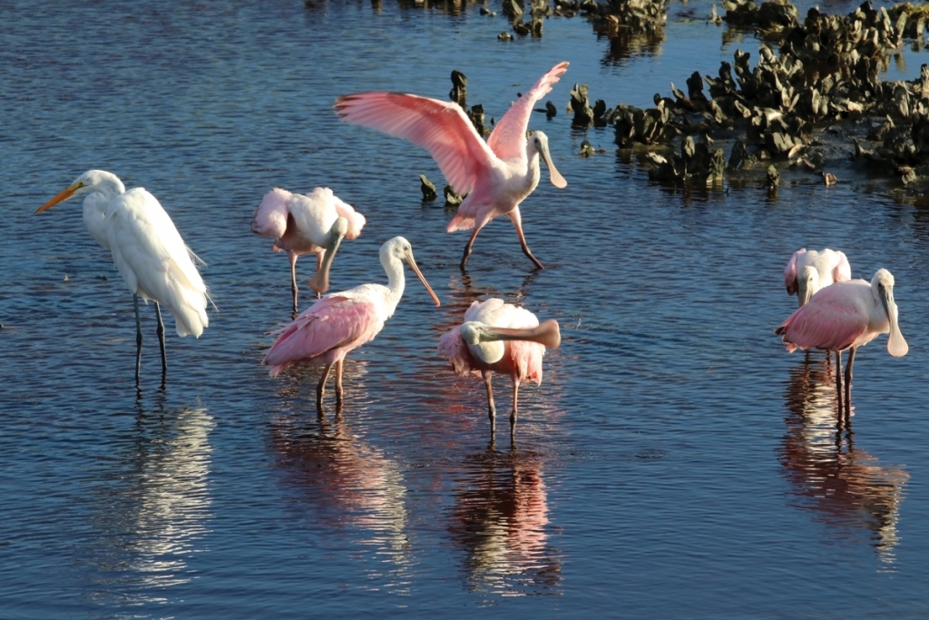 A group of roseate spoonbills and white egret between oyster beds in a salt marsh  at Huntington Beach State Park in Litchfield.