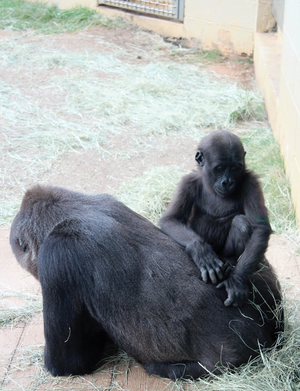 Out &amp; About: Columbia is home to a zoo, plenty of parks, a major Division 1 university, and more.